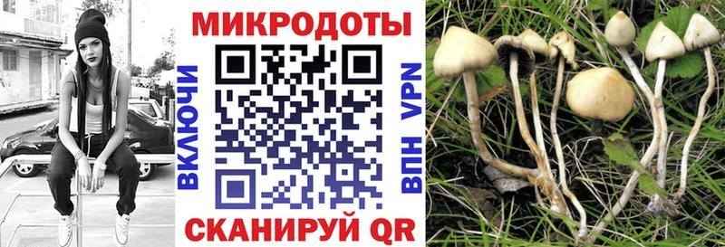 Псилоцибиновые грибы Psilocybe  Краснокамск 